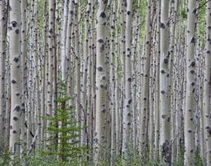 Tall white aspen trees and a small fir tree in aspen forest in Canada